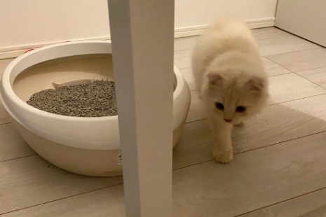 6l猫砂用多久 6l猫砂用多久
