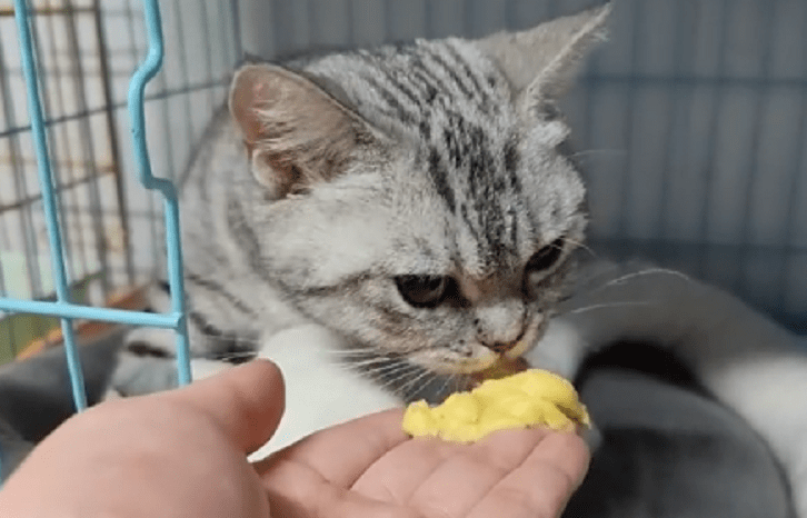 猫怀孕几个月生产?还需要注意这些 猫怀孕几个月生产?还需要注意这些