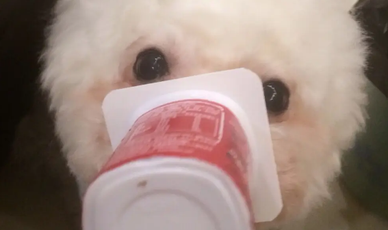 比熊犬可以喝酸奶吗 比熊犬可以喝酸奶吗