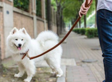 怎么训练狗拿牵引绳 怎么训练狗拿牵引绳