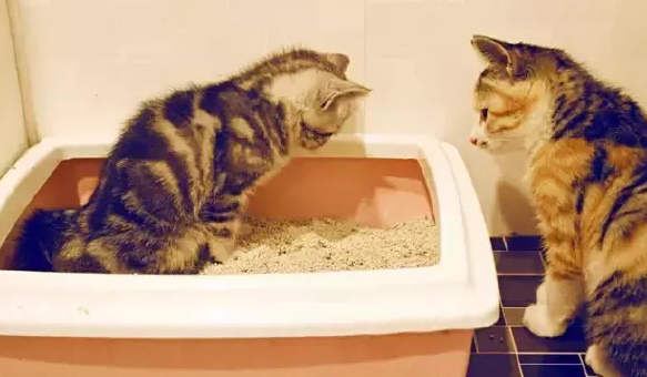 猫砂怎么换新的