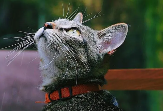 铲屎官：猫腹泻怎么办？吃点益生菌会好吗？了解猫腹泻的那些事儿