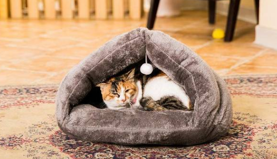怎样让猫在窝里睡觉 怎样让猫在窝里睡觉