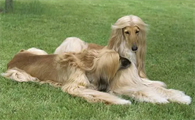 阿富汗猎犬价格