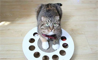 最受欢迎的猫玩具是什么玩具