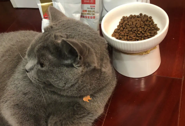 猫粮需要经常换牌子吗