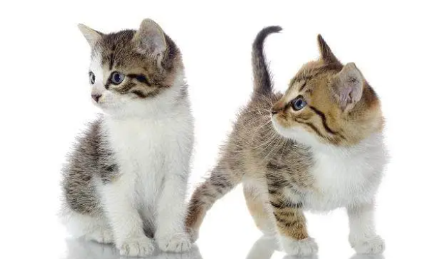 买猫需谨慎，正规猫舍和后院猫舍的区别