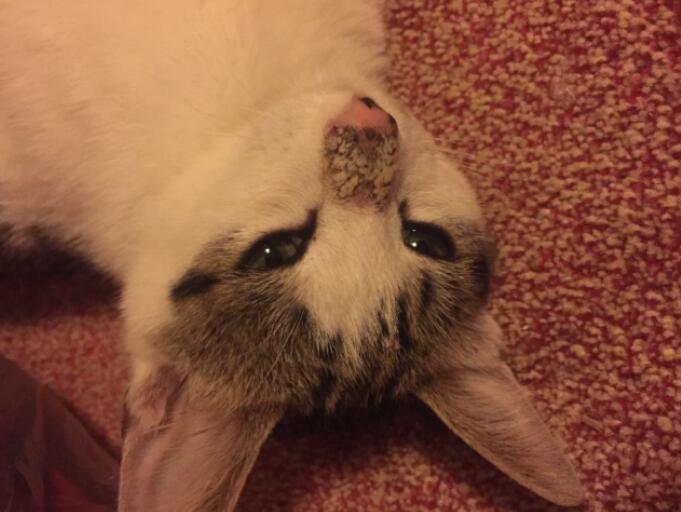 猫的鼻子由粉变黑怎么回事？来了解一下