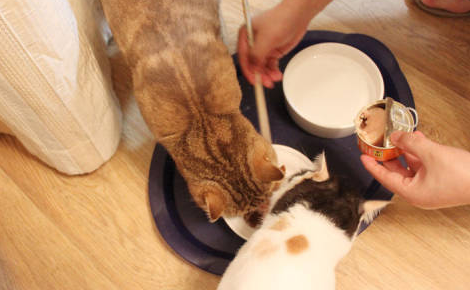 猫罐头开封后怎么保存