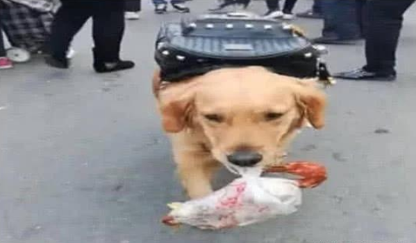 金毛帮主人买吃的，路人看了纷纷大笑