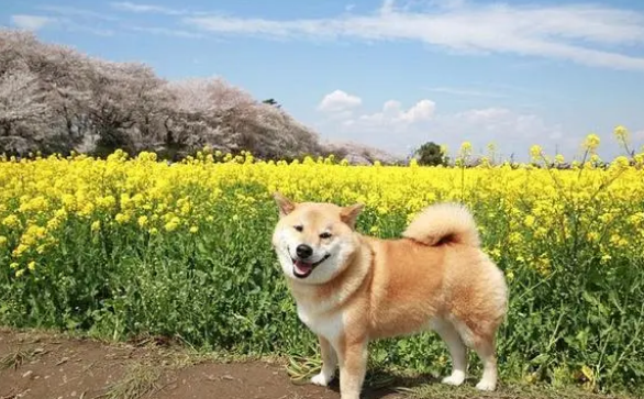 狗狗需要吃钙片吗?狗狗补钙需要重视起来! 狗狗需要吃钙片吗?狗狗补钙需要重视起来!