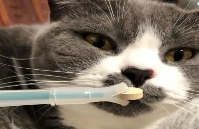 猫咪咳嗽咋回事
