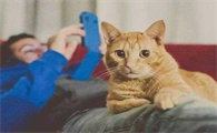 养猫该做什么准备,你们真的知道吗?