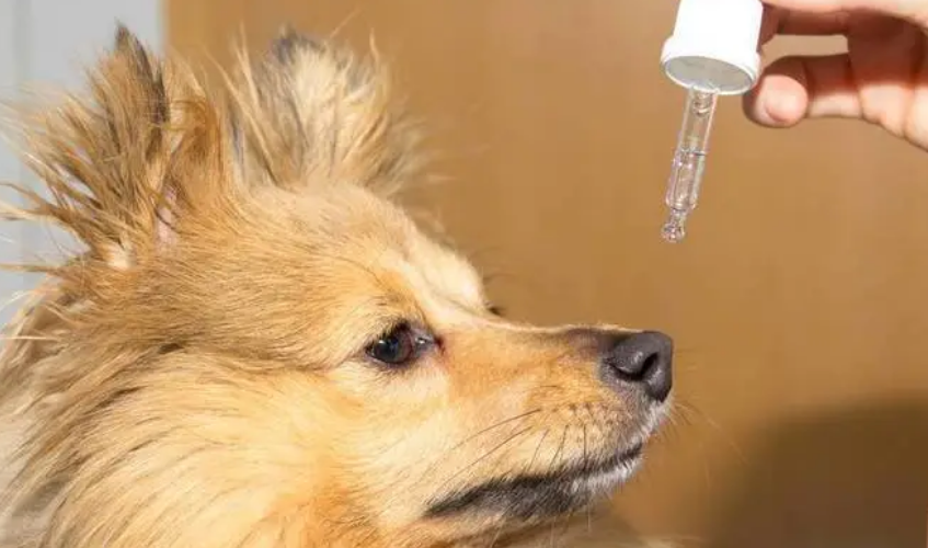 狗狗用了体外驱虫药几天见效