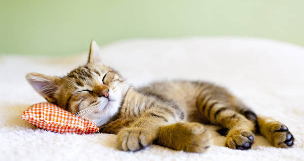 猫需要笼子还是猫窝 猫需要笼子还是猫窝