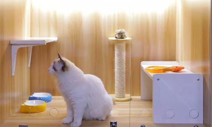 最好养的猫前十名