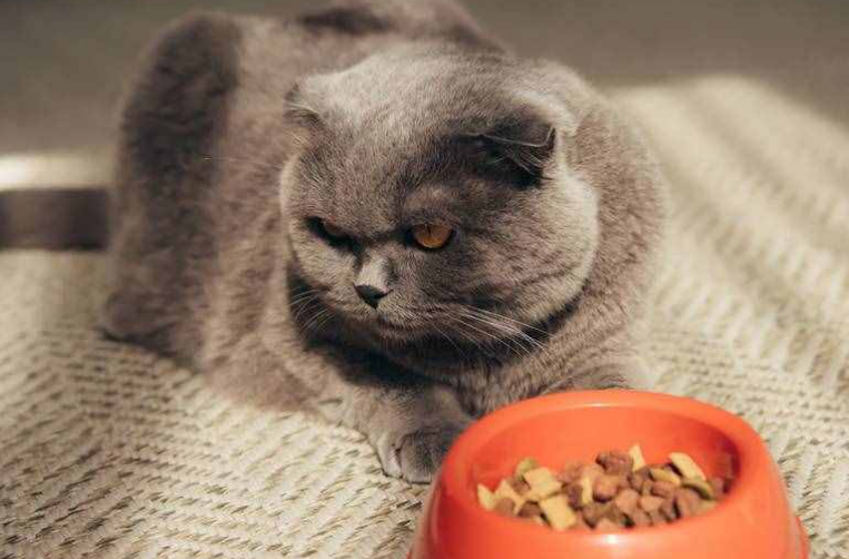 成年英短吃什么牌子猫粮好