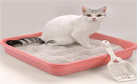 猫砂哪里批发便宜 猫砂哪里批发便宜