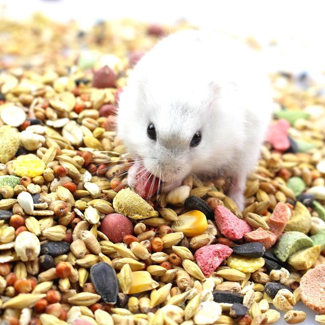 仓鼠粮食品牌 仓鼠粮食品牌