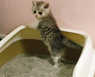 猫砂啥样的好