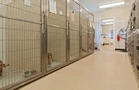 “空巢青年”的猫咪寄养指南 “空巢青年”的猫咪寄养指南