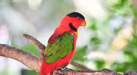 黄领吸蜜鹦鹉(学名:lorius chlorocercus)羽色鲜艳,主要以花粉,花蜜与