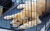 狗狗在笼子里面一直叫怎么办