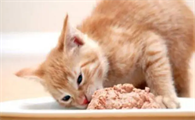 猫咪怀孕可以吃罐头吗