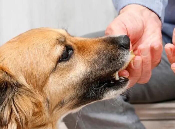 让狗狗肠胃健康的秘诀 福派斯鲜肉果蔬犬粮！ (让狗狗肠胃健康的食物)