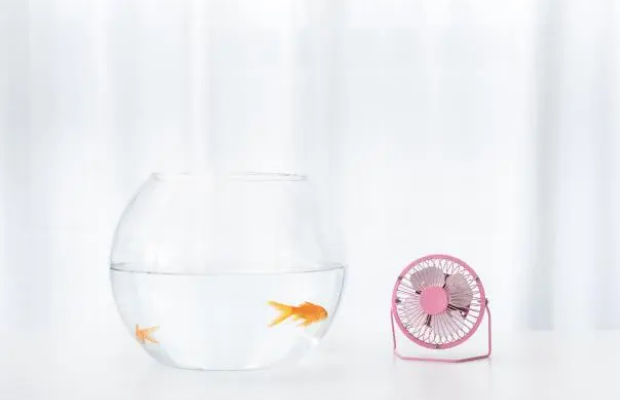 鱼缸里经常水质浑浊，每天换水太麻烦还浪费水，教你这样科学养鱼