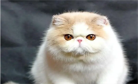 最漂亮的猫咪排名