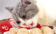 猫吃什么小零食