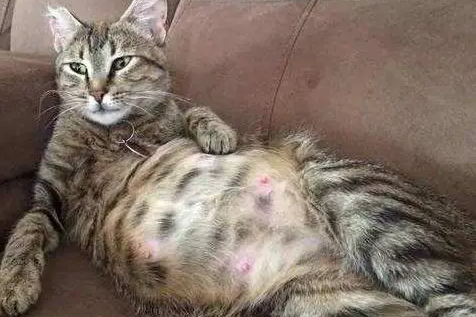 怎样去除猫体内寄生虫 怎样去除猫体内寄生虫