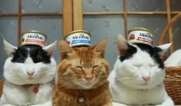 必须知道挑选猫罐头的两个小技巧! 必须知道挑选猫罐头的两个小技巧!