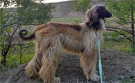 阿富汗猎犬图片