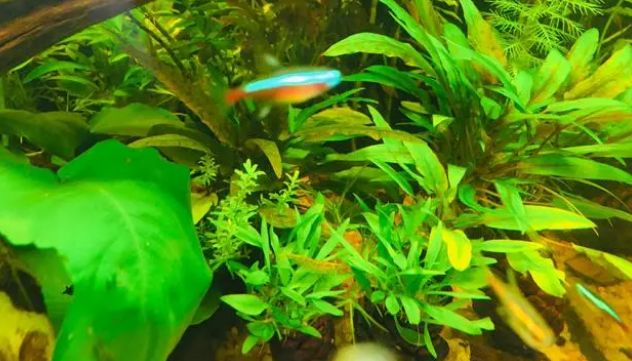 鱼缸中氧气的作用，了解的越多，实用性就越强，减少鱼病的发生。
