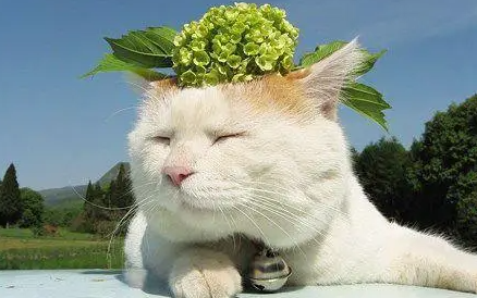 猫咪吃什么可以补充微量元素？