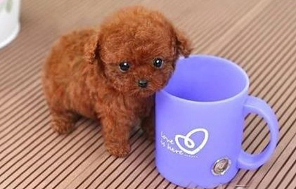 哪里有卖茶杯犬