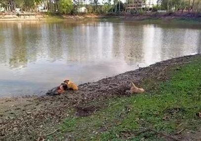 老人在河边摔倒,两只不认识的狗狗贴身守护 老人在河边摔倒,两只不认识的狗狗贴身守护