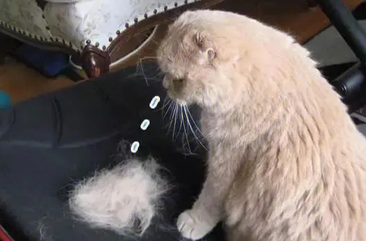 猫掉毛怎么解决?这里有办法哦~ 猫掉毛怎么解决?这里有办法哦~