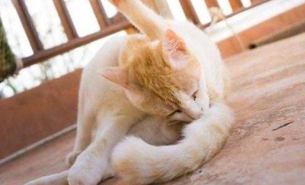 猫屁股臭臭的怎么回事？这几种情况要注意