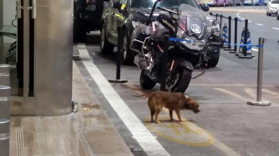 忠犬飞机场等主人一年,把塑料瓶当玩具 忠犬飞机场等主人一年,把塑料瓶当玩具