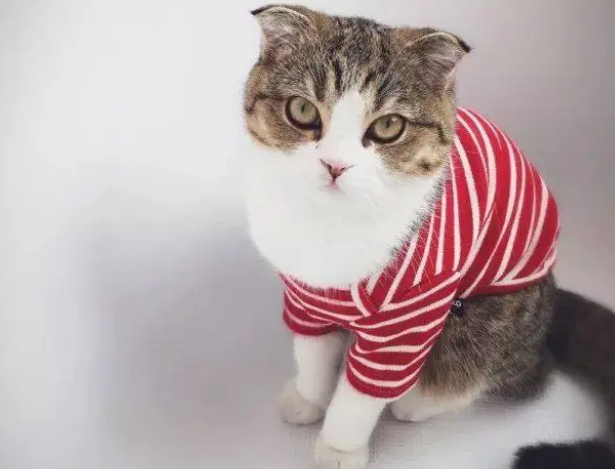 长知识了，原来给猫咪挑选罐头并不简单！