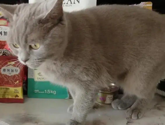 猫咪到底是吃干猫粮好，还是吃猫罐头好？