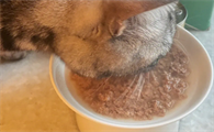 狗罐头猫可以吃吗