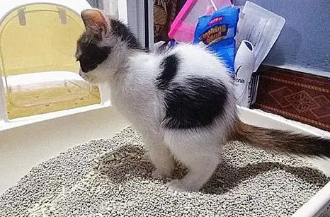 猫砂为什么贵