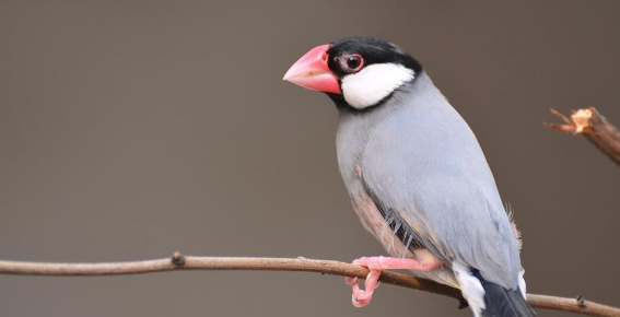 灰文鸟吵吗?看看文章就晓得了