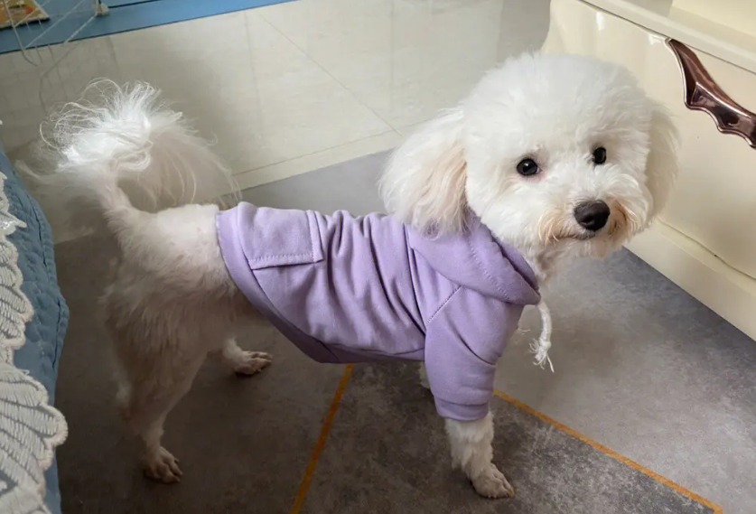 狗狗衣服一般多少钱