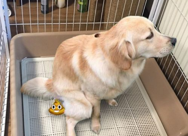 狗拉屎是白色石灰状，怎么回事啊？