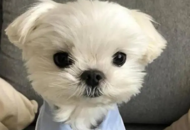 狗狗营养膏的三种喂食方式